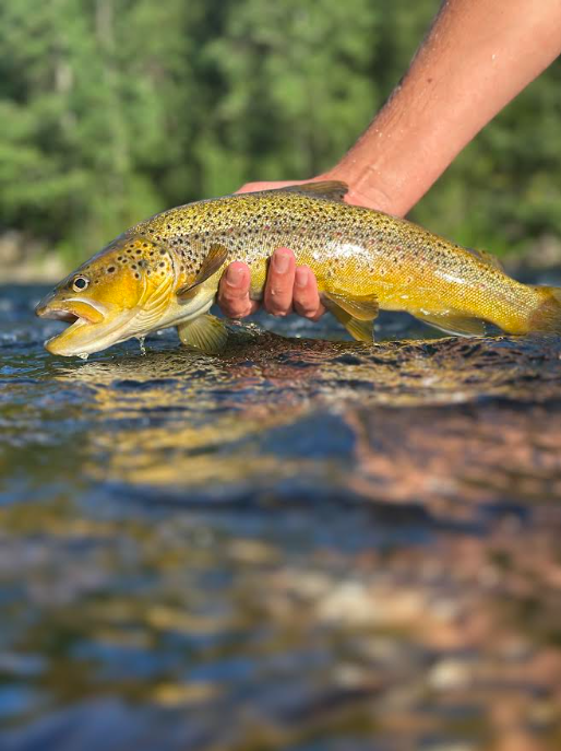 Pêcheur relâchant une truite fario dans une rivière